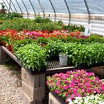 Plant Buyer, Be Wary
