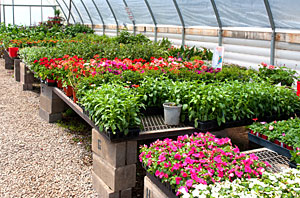 Plant Buyer, Be Wary