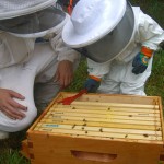 Family Honey Harvest