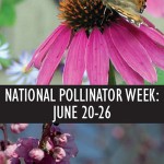 National Pollinator Week 2011