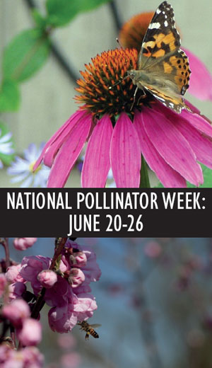 National Pollinator Week 2011 National Pollinator Week 2011