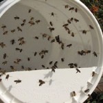Open-Feeding "Pollen Substitute"