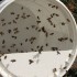 Open-Feeding "Pollen Substitute"