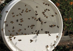 Open-Feeding "Pollen Substitute" Open-Feeding "Pollen Substitute"