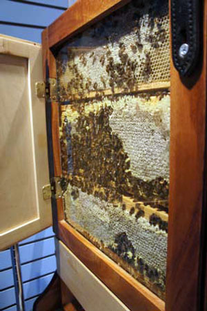 Observation Hive at The Honey Exchange in Portland Observation Hive at The Honey Exchange in Portland