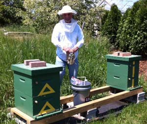 Lawrence Furbish enjoying his new apiary, back in Maine. Lawrence Furbish enjoying his new apiary, back in Maine.