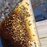 Brood Comb in a (Kenya) Top Bar Hive in Maine