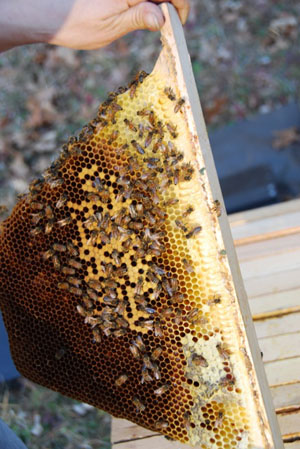 Brood Comb in a (Kenya) Top Bar Hive in Maine Brood Comb in a (Kenya) Top Bar Hive in Maine