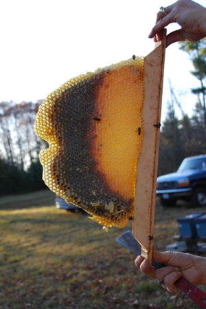 Comb from a (Kenya) Top Bar Hive in Maine Comb from a (Kenya) Top Bar Hive in Maine