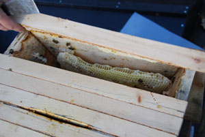 Interior of a (Kenya) Top Bar Hive in Maine Interior of a (Kenya) Top Bar Hive in Maine