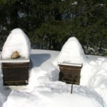 Hives in Maine WInter 2012. Photo Carol Cottrill