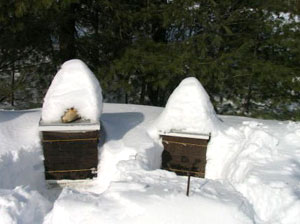 Hives in Maine Winter 2012. Photo Carol Cottrill Hives in Maine Winter 2012. Photo Carol Cottrill