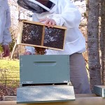 Installing a Package of Bees in Maine
