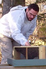 Spraying a Package of Bees with Sugar Water