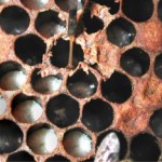 Field test for American foulbrood
