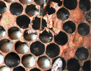 Field test for American foulbrood Field test for American foulbrood