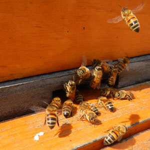 Honey Bees Coming in for a Landing Honey Bees Coming in for a Landing