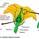 Main parts of a mature flower. ILLUSTRATION: MARIANA RUIZ VILLARREAL
