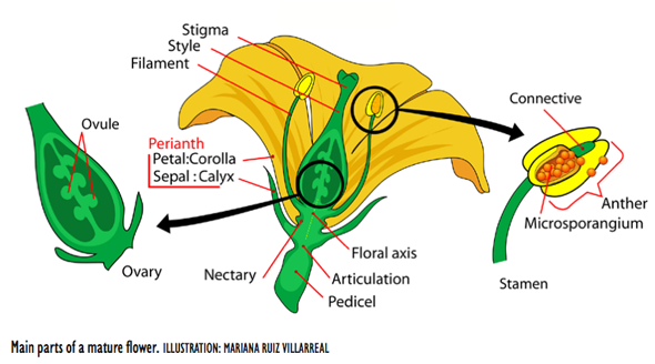 Main parts of a mature flower. ILLUSTRATION: MARIANA RUIZ VILLARREAL