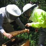 beekeeping-mentor-thumbnail