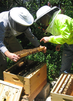 Beekeeping Mentor Beekeeping Mentor