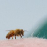 laurence-cutts-beekeepers-head