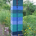 tall-hives-in-maine-june-2012-featured-image