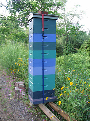 Booming Hives in Southern Maine - June 2012 Booming Hives in Southern Maine - June 2012