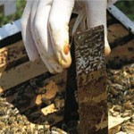 HopGuard Application