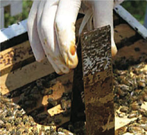 HopGuard Application HopGuard Application