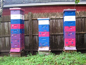Fall 2011 saw Jodi’s newly expanded apiary thriving and reaching toward the sky! Fall 2011 saw Jodi’s newly expanded apiary thriving and reaching toward the sky!