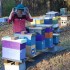 Erin MacGregor-Forbes, Master Beekeeper and Past President of the Maine Beekeepers Association
