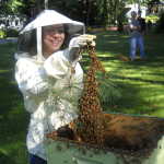 Sarah Gould installs a freshly caught swarm of bees.