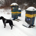 Winter in Maine - photo by Overland Apiaries