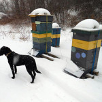 Winter in Maine - photo by Overland Apiaries