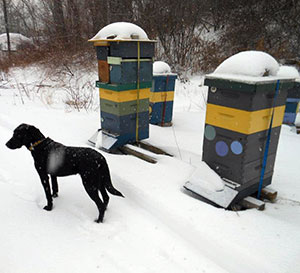 Winter in Maine - photo by Overland Apiaries