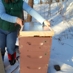 Feeding Bees in Winter