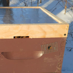 Honey Bees Peeking Out - Winter Feeding in Maine