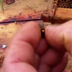 Marking Queens by Hand with Michael Palmer