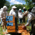 Open Hive