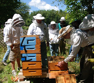 Open Hive