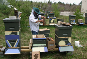 Erin Forbes installs nucleus colonies, hives in that SARE apiary. Spring 2009.