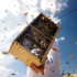 Erin MacGregor Forbes "Shaking" Package Bees