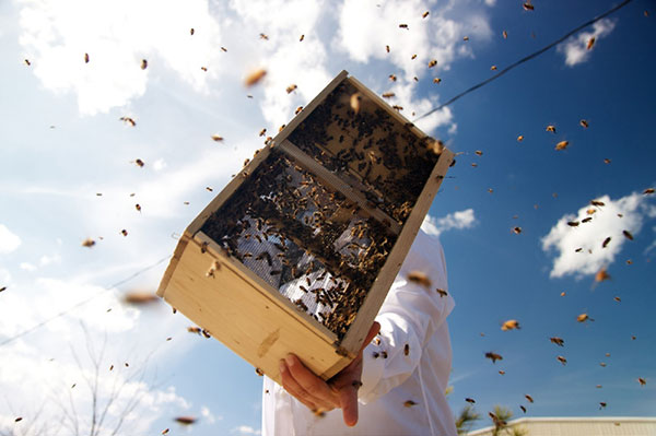 Erin MacGregor Forbes "Shaking" Package Bees