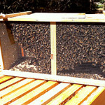 3 Pound "Package" of Honeybees - Getting Ready to Install