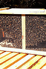 3 Pound "Package" of Honeybees - Getting Ready to Install