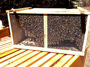 3 Pound "Package" of Honeybees - Getting Ready to Install