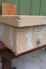 Front view of a hivebody-style bait hive for catching swarms; the vertical board is for nailing and/or tying to a tree trunk or other structure. The hardware cloth on the front entrance is there to prevent mice from moving in. PHOTO: ANNE FREY