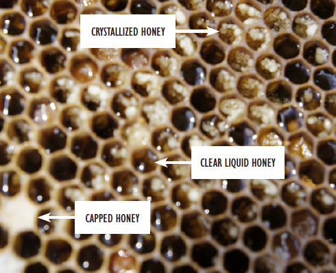Crystallized Honey in Combs