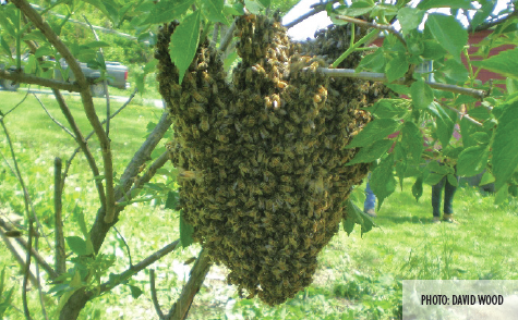 Warm of Bees - Photo by David Wood